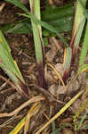 Purple sedge